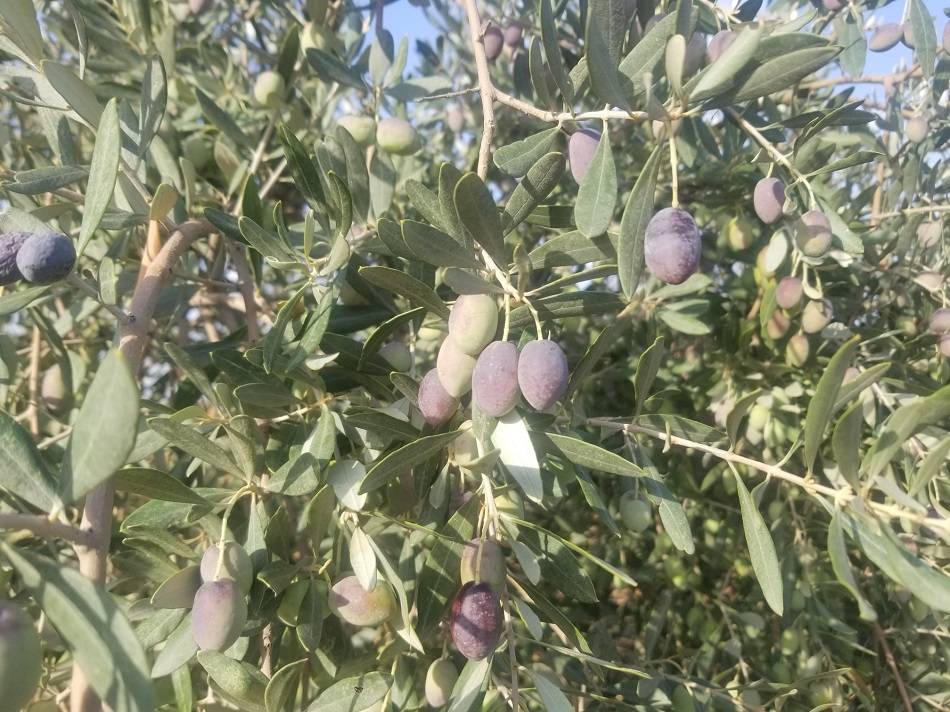 موسم الزيتون في لبنان: مصدر رزق وغذاء وثروة وطنية