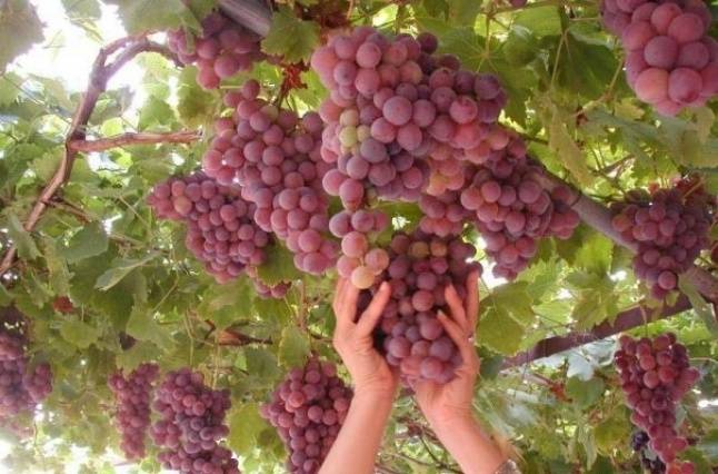 ما علاقة تناول العنب بتحسين البصر؟