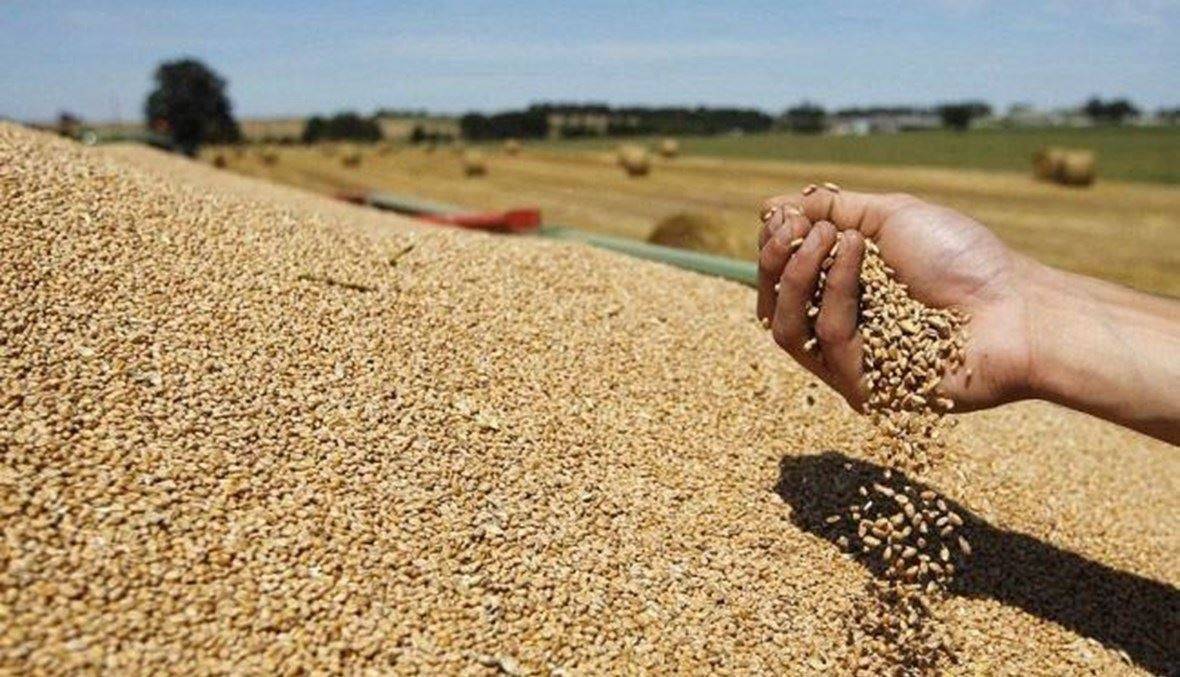 القمح الوطني من أجود الأنواع... فأين الدعم؟