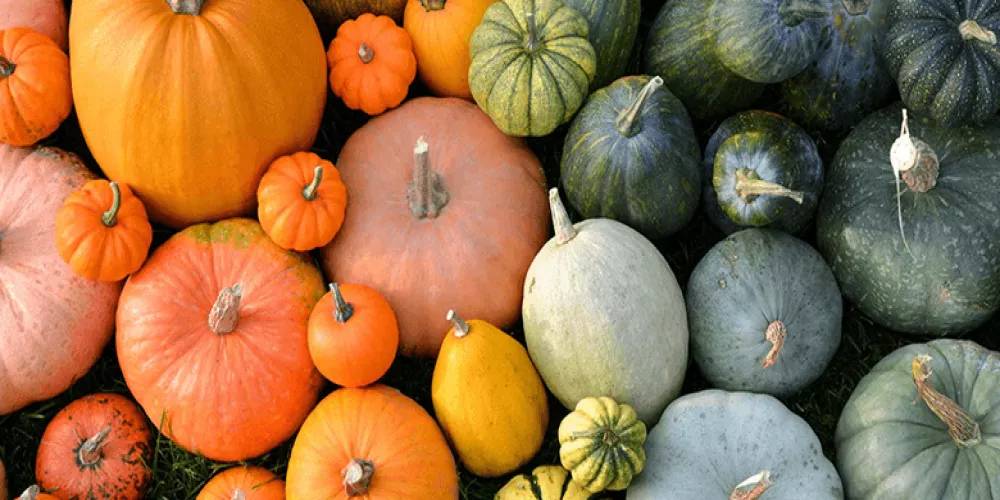 يعتبر منشّطا جنسيا "طبيعيا" وارتبط بعيد "الهالوين"... اليقطين غذاء خريفي يعزز المناعة ويحمي من "الانفلونزا"!