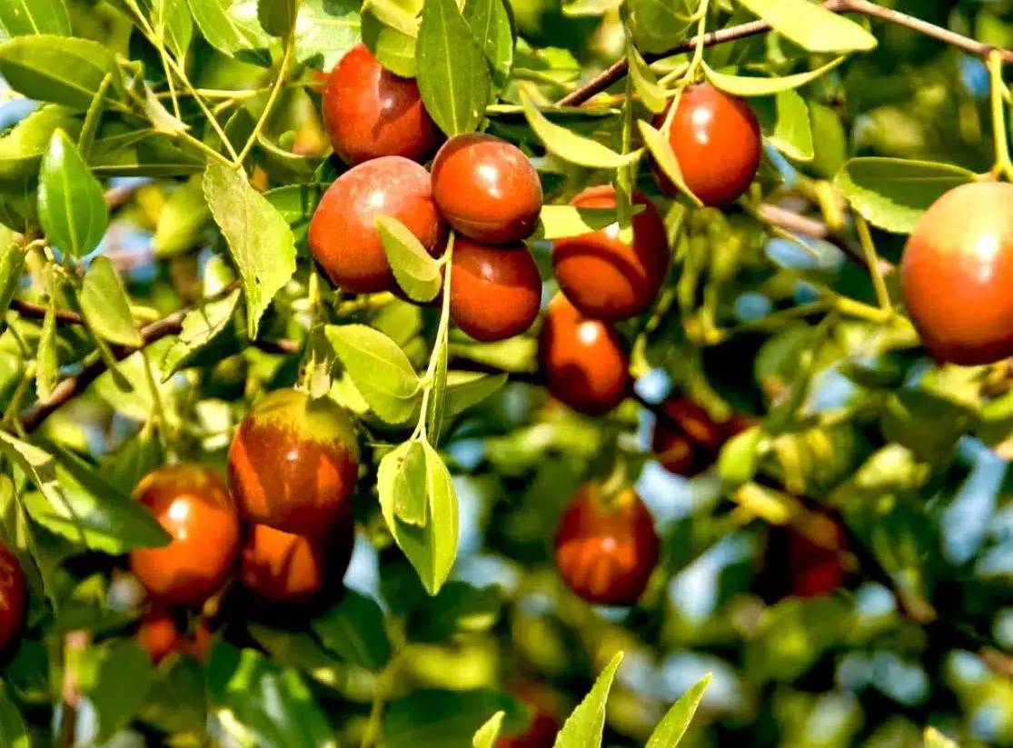 "الشجرة العجيبة".. العنّاب يحارب السرطان ويساعد على النوم 
ويساهم في خسارة الوزن وفوائده الصحيّة كثيرة!