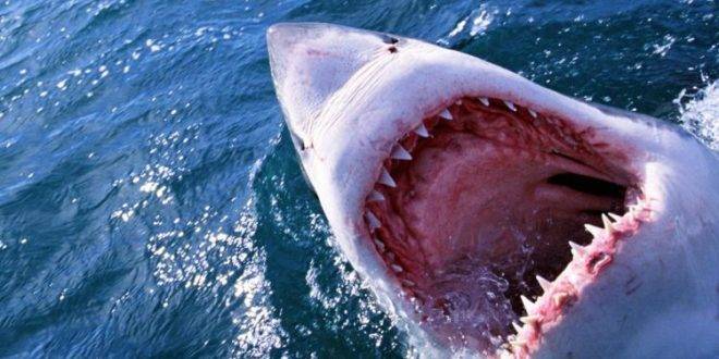 قتيل بهجوم سمك القرش في هاواي