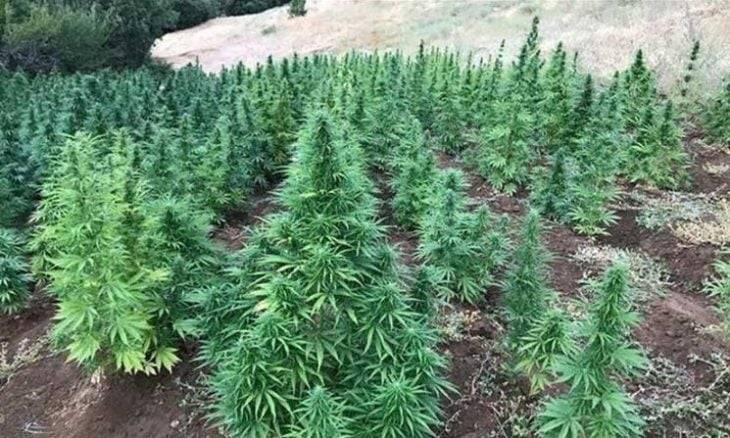 وزيران طالبا بإقرار مراسيم قانون القنب الهندي الصناعي