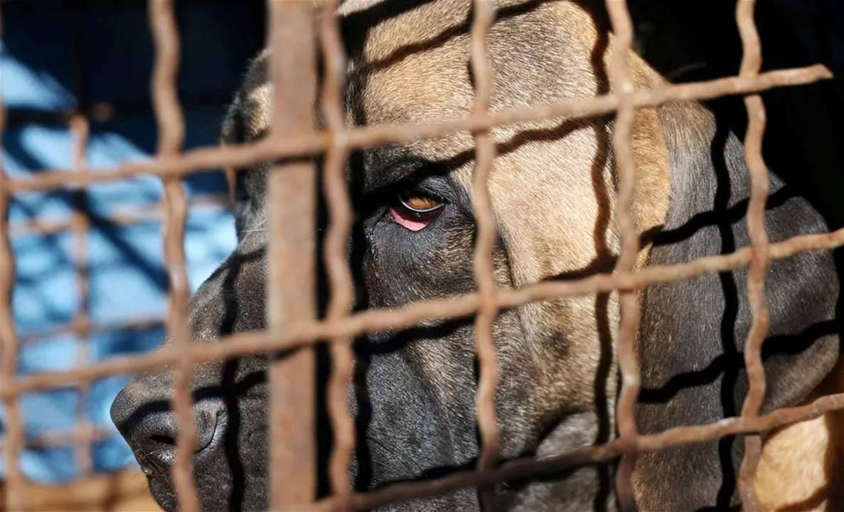 إقرار قانون "تاريخي" بشأن أكل لحم الكلاب في كوريا الجنوبية