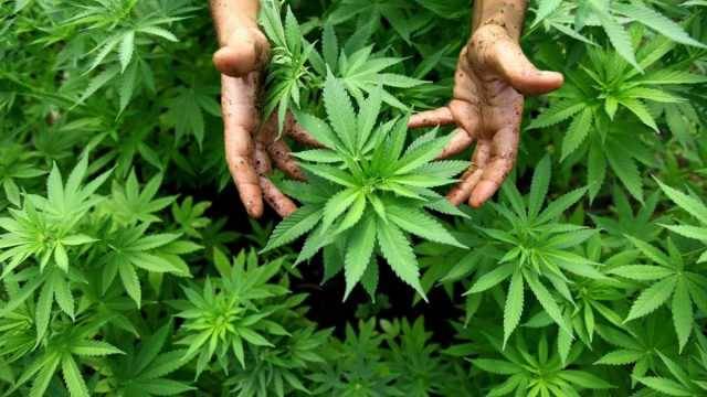 وزير الزراعة :  "القنّب الهندي"  يدر المليارات على الخزينة ...
والنكد السياسي يمنع وضع المراسيم التطبيقية لتطبيق القانون