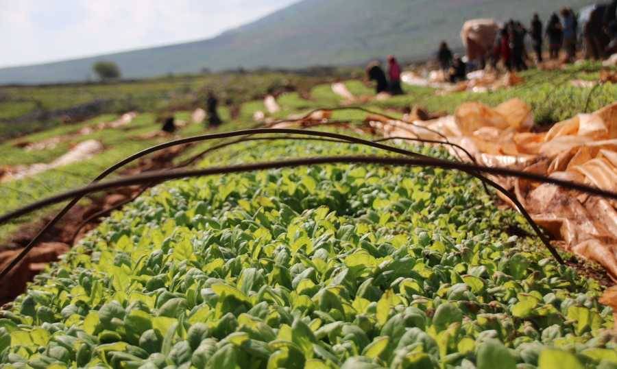 مبادرة “إنقاذية" من "الريجي" دعماً للجنوبيين