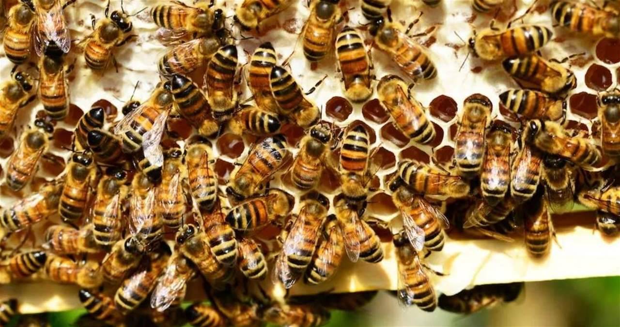 نفوق 3 ملايين نحلة في كاليفورنيا.. و"سبب خبيث" وراء ما حدث