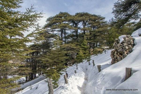 موسم التزلج بدا متأخرًا هذا العام

بعينو: المغتربون غادروا قبل الموسم لكنّ الحجوزات

من قبل أهالي الجنوب حسنت الوضع السياحي في الجبل