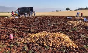 ترشيشي :البطاطا المصرية المهربة عبر مرفأ
بيروت تدل على غياب الرقابة والتفلت الجمركي