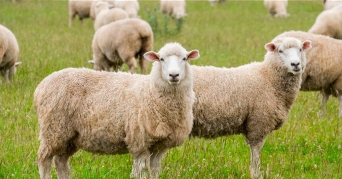 مرض "اللسان الأزرق" يصيب الحيوانات... هل يشكّل خطرا على البشر؟