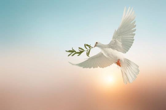 السلام القومي سلام للعروبة وللعالم