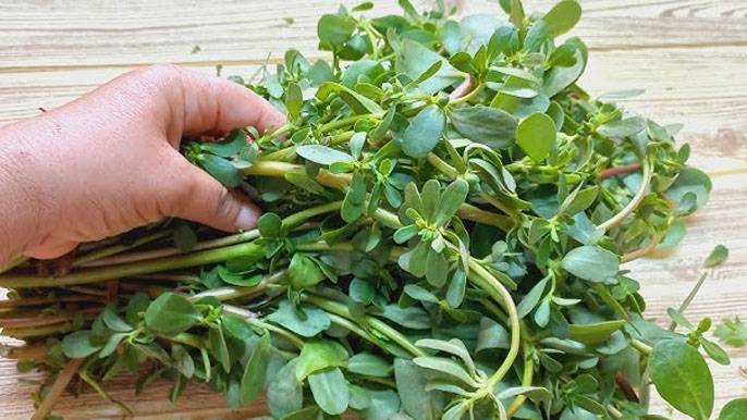 "الملكة الخضراء" غنيّة بـ الأوميغا 3 وتكافح الأمراض وتحمي خلايا الجسم من التلف!