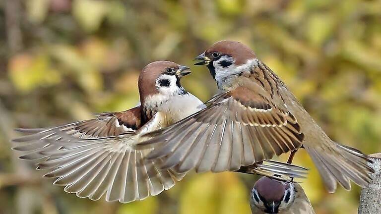 اختفاء للعصافير تشهده العديد من المدن الروسية
