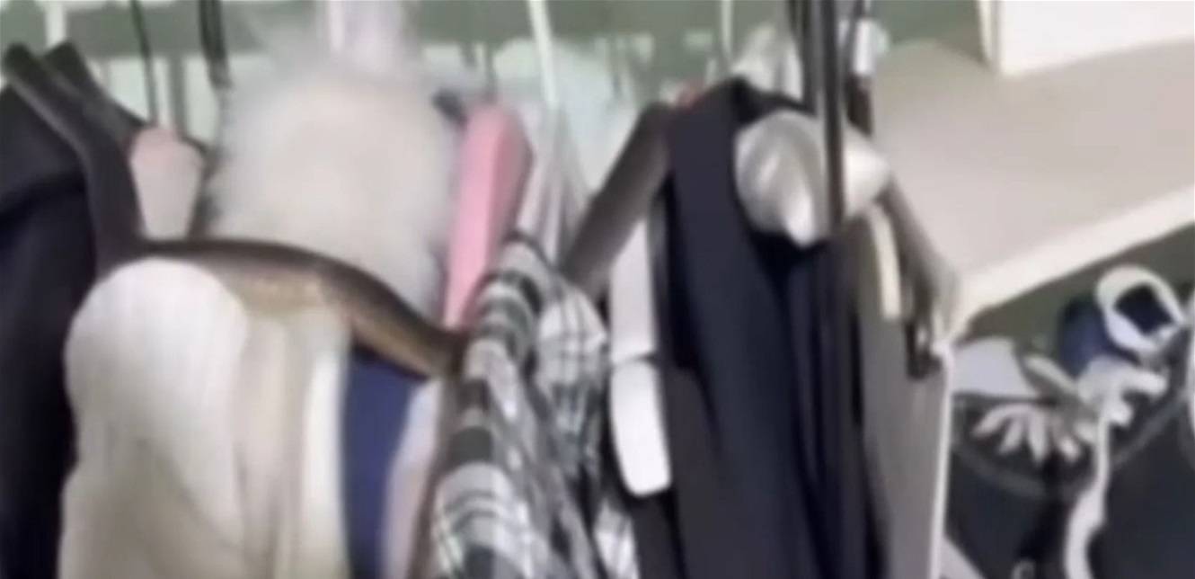 مفاجأة "غير متوقعة"... أفعى شديدة السمية في خزانة ملابس