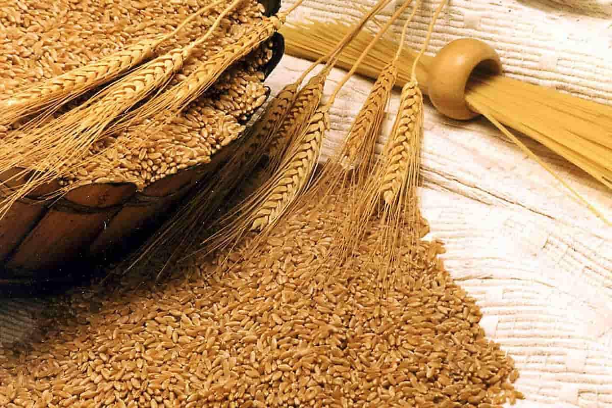 القاضي كركبي: بعد فحص القمح
تبيّن أنّه صالح للاستهلاك البشري