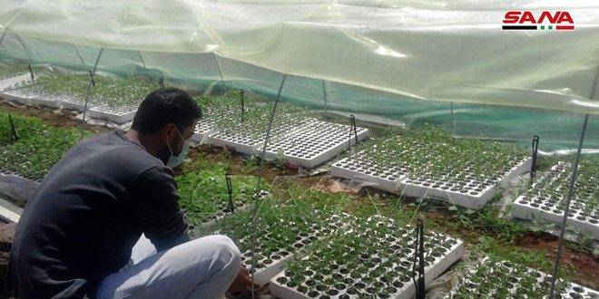 الوكالة الأميركية للتنمية أعلنت دعم صغار
المزارعين عبر تزويدهم بشتول