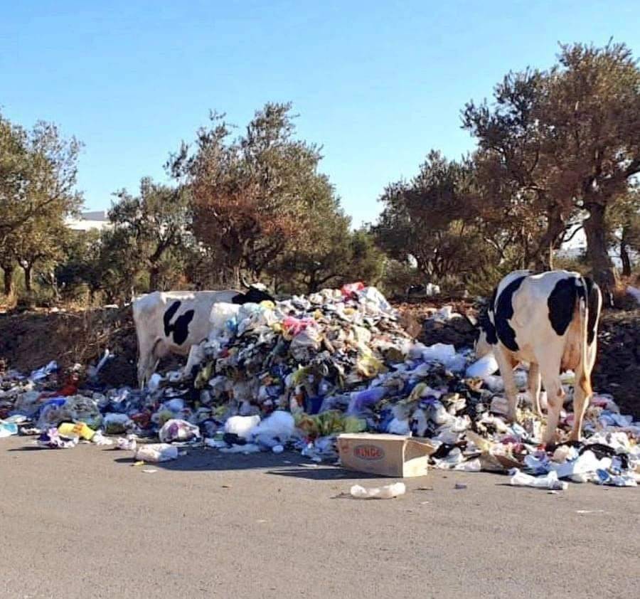 بقر شارد في طرابلس يأكل نفايات ملوّثة من الشارع
والمواطن يشرب حليبها ولحومها... "ألف صحّة"!!!!