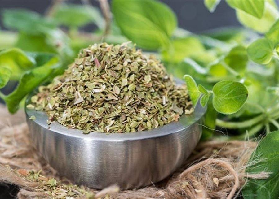 الأوريغانو... العشبة رقم 1 للحفاظ على ضغط دم صحي