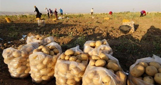 مناشدة للمسؤولين لانقاذ المواسم الزراعية في سهل عكار