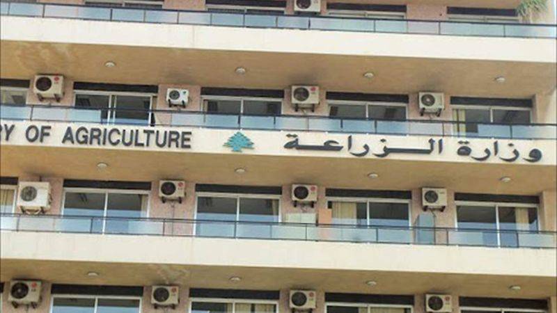 بعد انتشارها بأعداد هائلة... وزارة الزراعة: هذه الحشرات لا تؤذي الإنسان