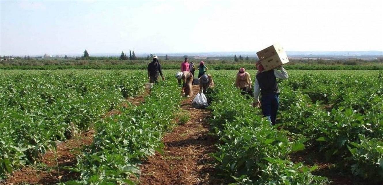 ماذا كان يأكل البشر قبل الزراعة؟
