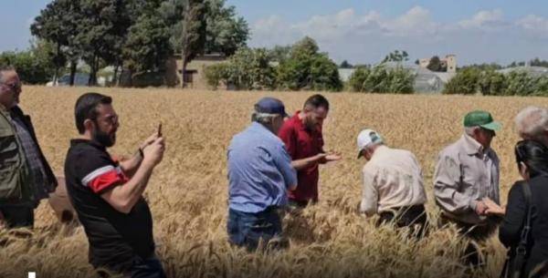 في بعلبك... جولة تفقّدية لحقول القمح الطري