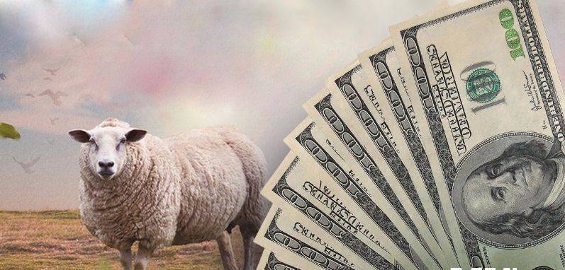 أسعار الأضاحي "نار"... وشراء معمول العيد "بالقطعة"