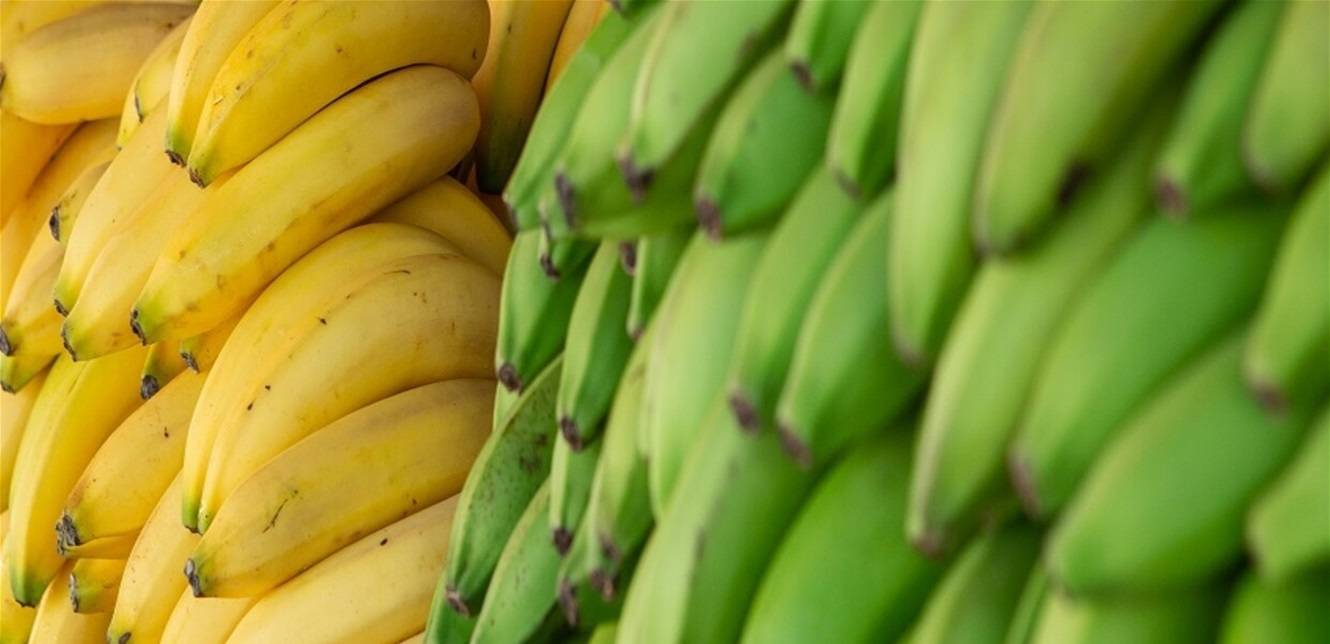 ما الفرق بين الموز الناضج والموز الأخضر؟