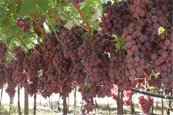 لبنان أول من صدّر النبيذ الى العالم... موسم العنب بدأ ومُركّب بفاكهة
Resveratrol ... يقي من الأمراض السرطانيّة وأفضل مُكوّن لمكافحة الشيخوخة!