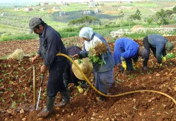 جرادة: لإقرار حق مزارعي
التبغ في الجنوب وتعويضهم