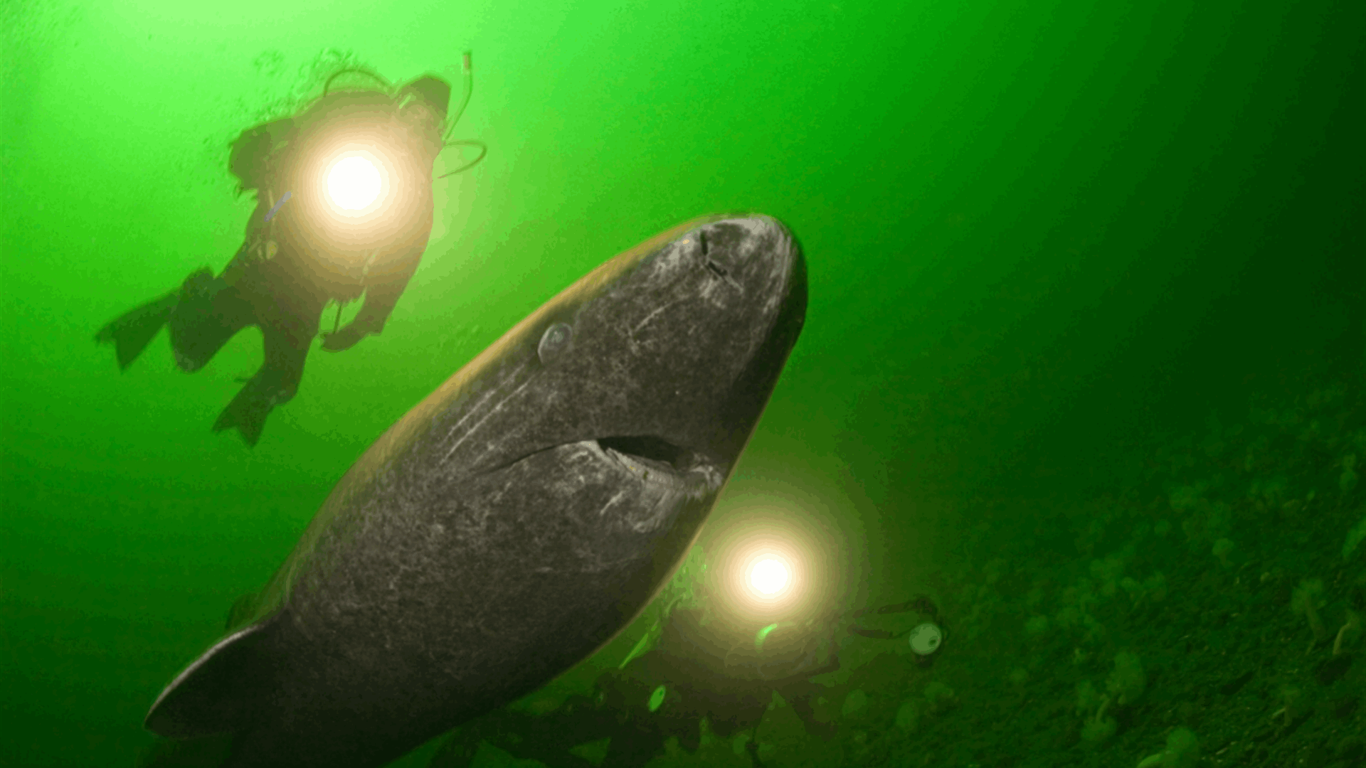 لغز أسماك القرش القطبية 