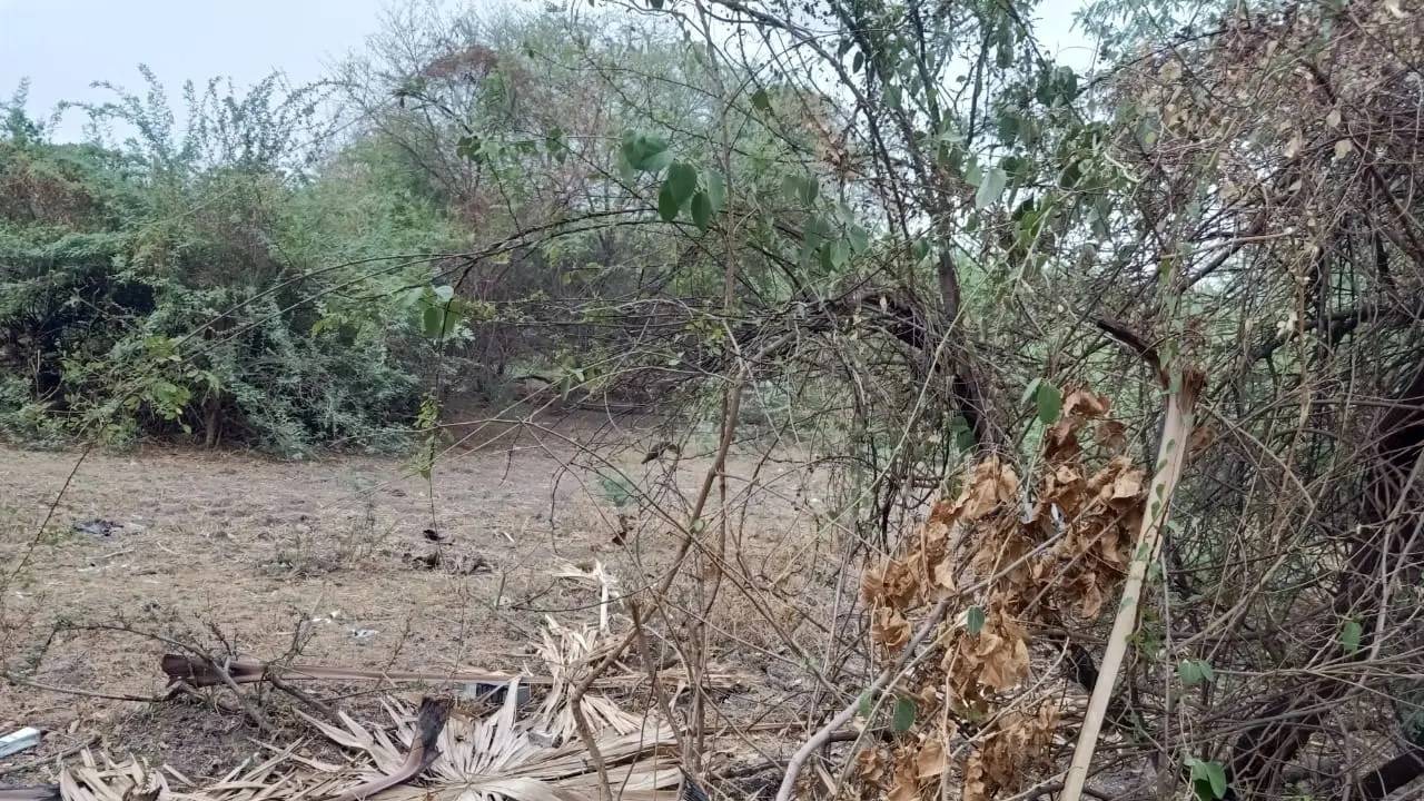 "أشجار يابسة" بمبالغ طائلة في بيروت؟