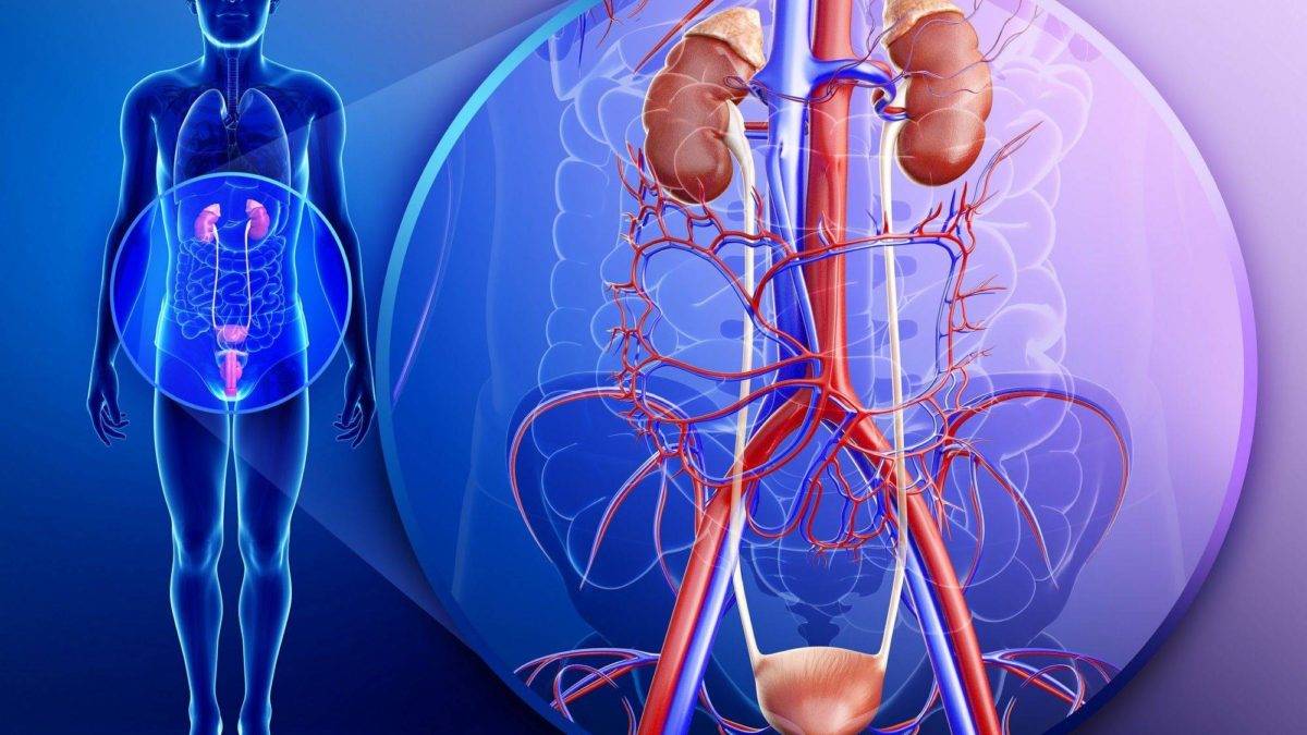 إلتهابات المسالك البوليّة... أكثر من مُجرّد إزعاج... إكتشف المخاطر الخفيّة!