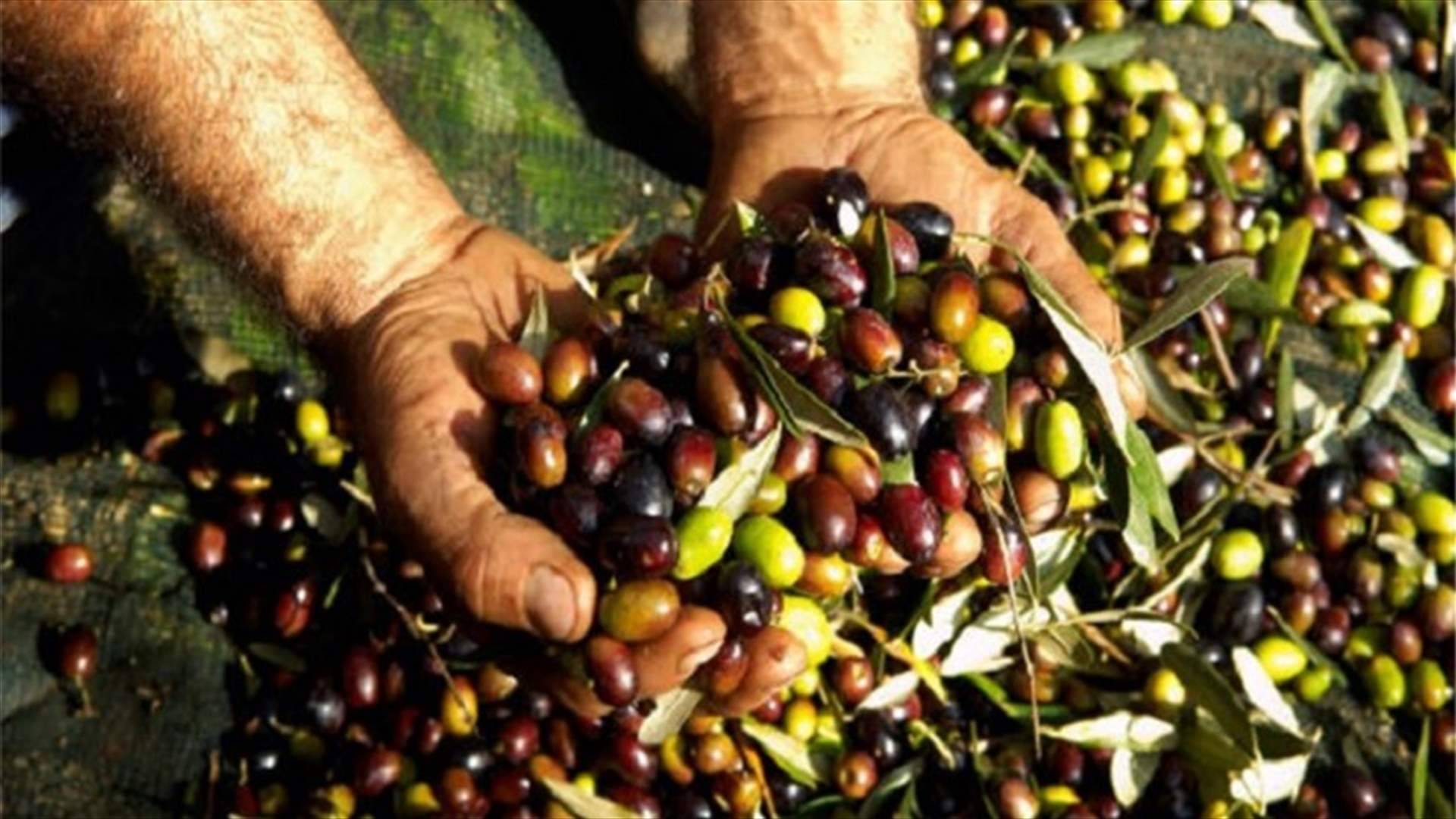 ممثلو قطاع الزيتون شمالا يحذرون

التجار من رفع سعر الزيت