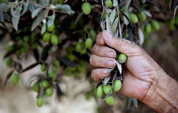 بين القنابل والزيت... كيف تُغيّر الحرب وجه موسم الزيتون؟