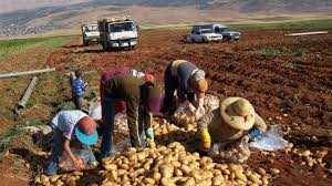 القطاع الزراعي يستعيد أنفاسه... بعد فتح المعابر الحدودية
