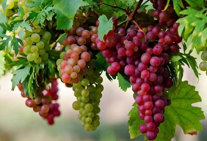 العنب الأحمر مُحفز طبيعي للحياة الجنسيّة للرجال