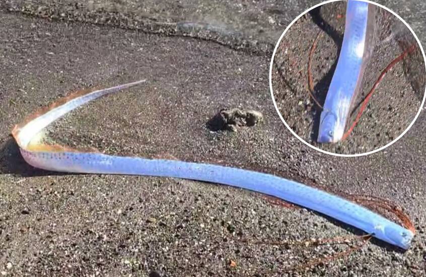 "نذير الشؤم" تظهر على شواطئ جزر الكناري