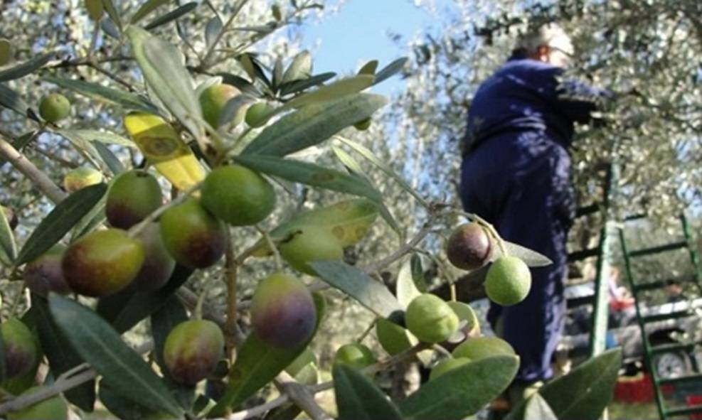 هل من فوسفور في زيتون الجنوب؟