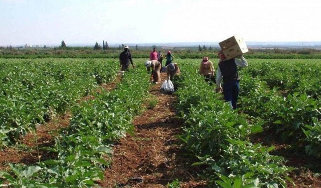 الزراعة اللبنانية من الأزمة المناخيّة... إلى تحدّيات التصدير
