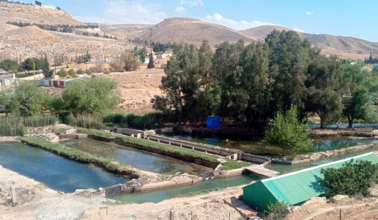 وزارة الزراعة تتحرى حول اسماك نافقة في الاسواق