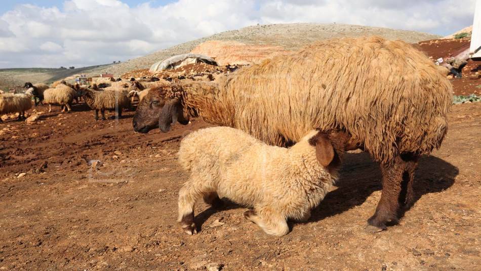 بين رمزيّة العيد وثقل الأزمة... عيد الأضحى بلا أضاحي