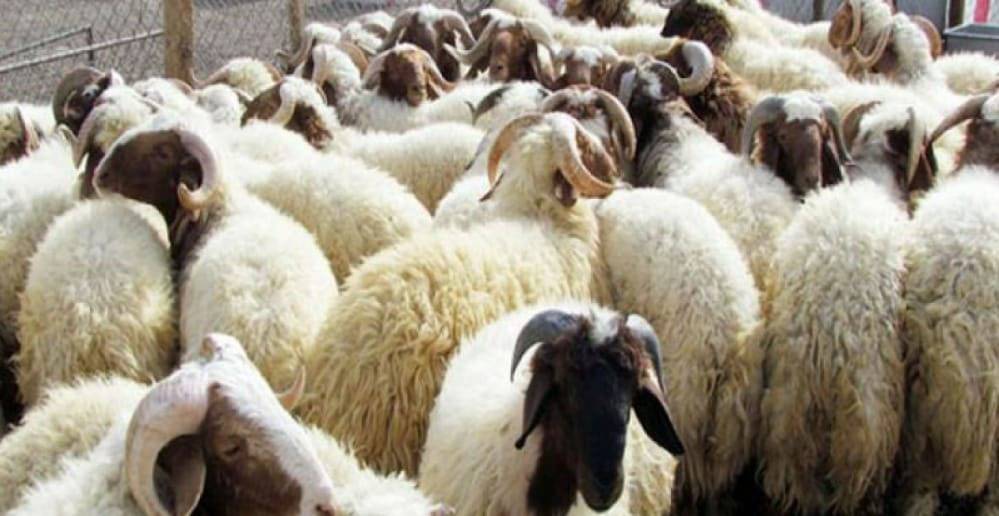 عيد يكشف عن تراجع حاد في عدد الأضاحي..