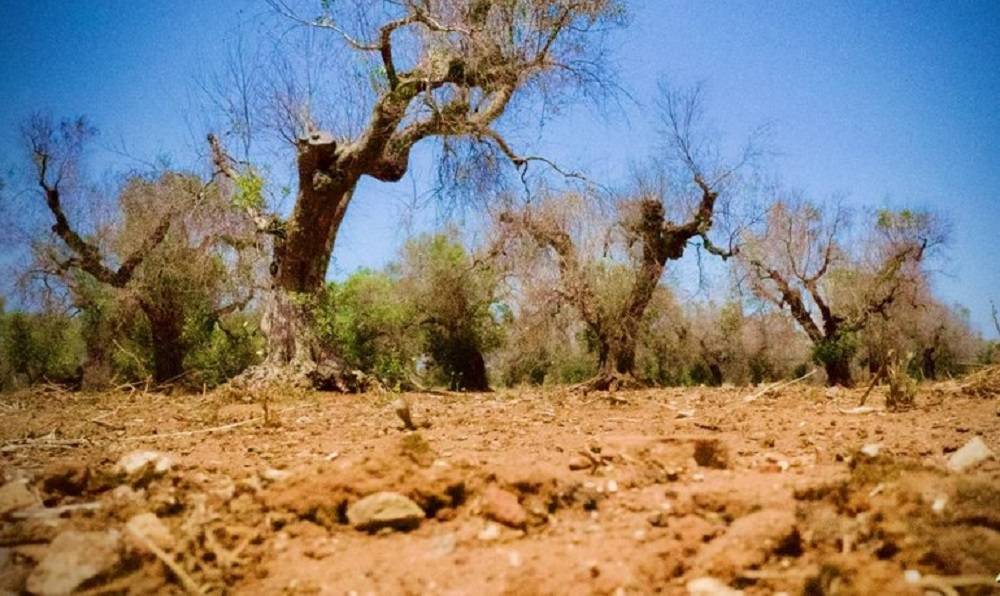 حرب الجنوب قضت على 12% من مزارع الزيتون في البلاد
الترشيشي: زراعة الزيتون تتجدد بوتيرة سريعة في البقاع