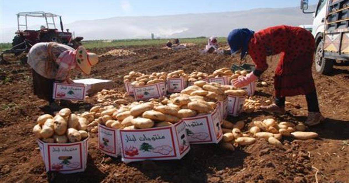 أزمة مزارعي البطاطا: كساد في المواسم... إقفال البر ّوارتفاع البحر