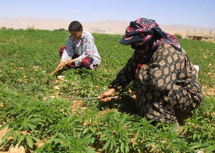 القنب الهندي يطرق أبواب البقاع من جديد: مؤتمر حكومي لإعلان انطلاقة الزراعة