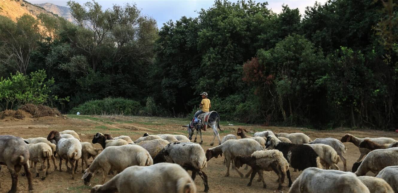 الأبقار تنفق والقرى تختنق... لبنان يُواجه انهيار الثروة الحيوانيّة!