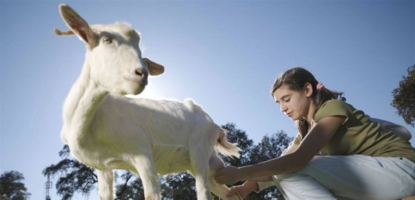 كيف يمكن لحليب الماعز أن يكافح ضمور العضلات ويعزز صحة الأمعاء؟