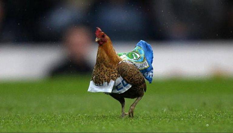 دجاجة بالملعب... قصة أغرب احتجاج في الدوري الإنكليزي