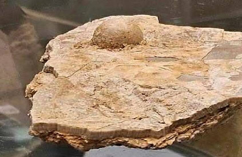 لؤلؤة عمرها 100 مليون عام